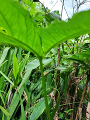 Xanthosoma wendlandii