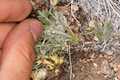 Astragalus platytropis