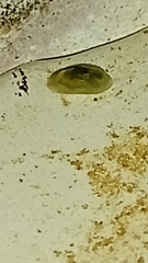 Chlamydotheca