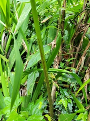 Xanthosoma wendlandii