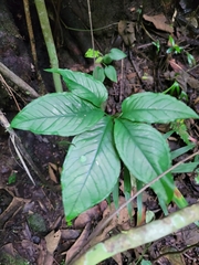 Xanthosoma wendlandii