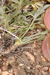 Astragalus platytropis