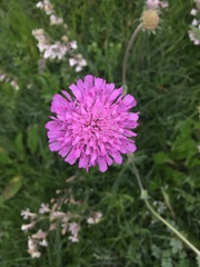Knautia collina
