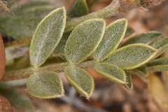 Astragalus platytropis