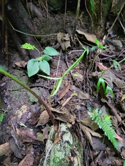 Xanthosoma wendlandii