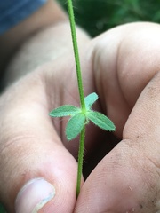 Cruciata pedemontana