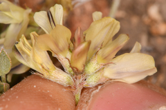 Astragalus platytropis