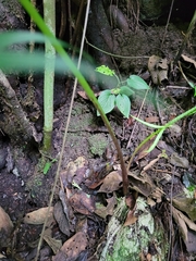 Xanthosoma wendlandii