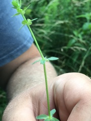 Cruciata pedemontana