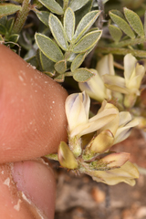 Astragalus platytropis