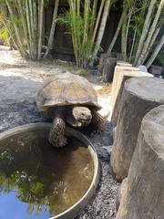Centrochelys
