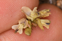 Astragalus platytropis