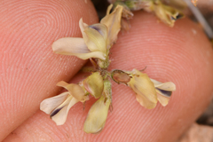 Astragalus platytropis