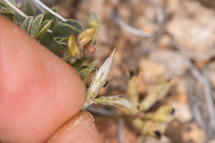 Astragalus platytropis