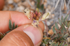Astragalus platytropis