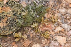 Astragalus platytropis