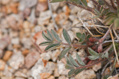 Astragalus platytropis