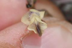 Astragalus platytropis