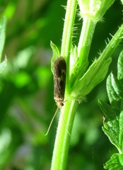 Neureclipsis bimaculata