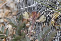 Astragalus platytropis
