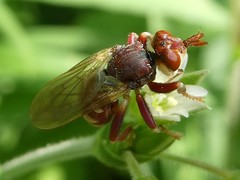 Myopa clausa