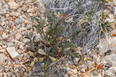 Astragalus platytropis