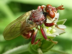 Myopa clausa