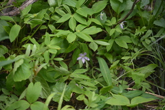 Valeriana sitchensis