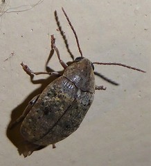 Amblycerus robiniae