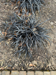 Ophiopogon planiscapus
