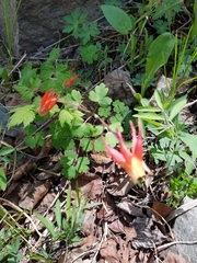 Aquilegia elegantula