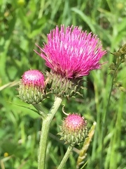 Cirsium × linkianum
