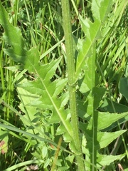 Cirsium × linkianum
