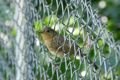 Erithacus rubecula