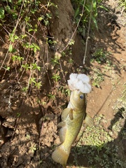 Ameiurus brunneus