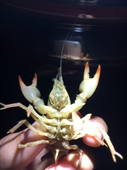 Lacunicambarus diogenes
