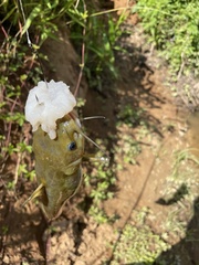 Ameiurus brunneus