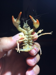 Lacunicambarus diogenes