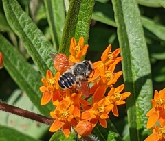 Megachile texana