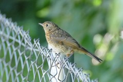 Erithacus rubecula