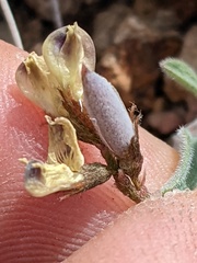 Astragalus platytropis