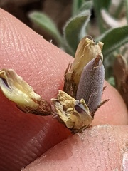 Astragalus platytropis