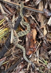 Crotalus culminatus