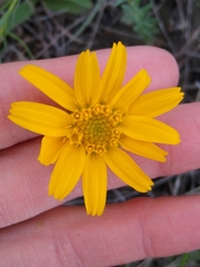 Arnica fulgens