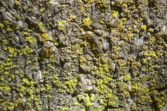 Lecanoromycetes