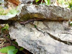 Parvimolge townsendi