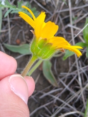 Arnica fulgens