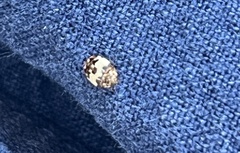 Anthrenus isabellinus