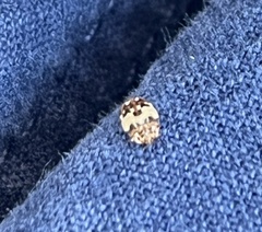 Anthrenus isabellinus