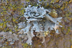 Lecanoromycetes